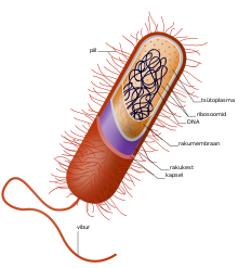 Prokaryote cell-et.svg