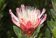 Protea venusta (merah sugarbush) dari musim hujan Karoo (5329544004).jpg