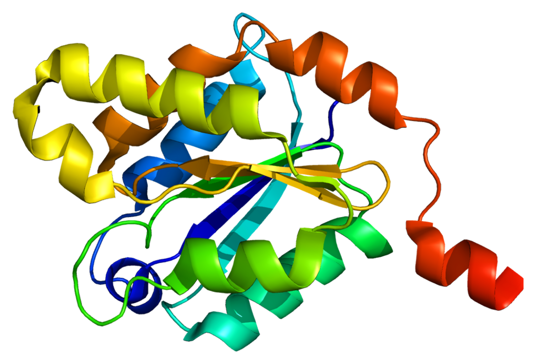 Gephyrin