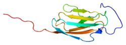 חלבון OBSL1 PDB 2cpc.png