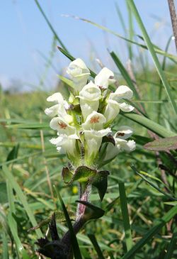 Prunella laciniata 110807.jpg