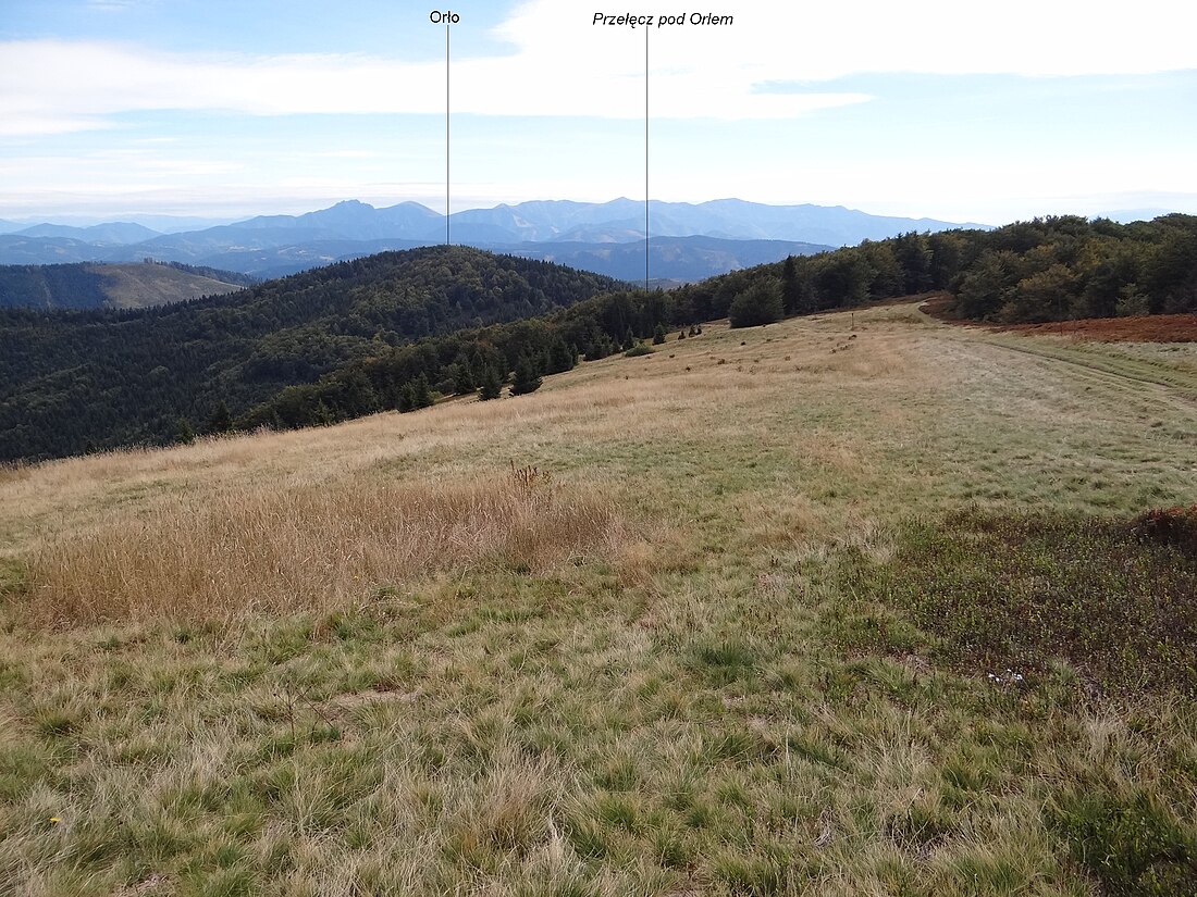 Orło (Beskid Żywiecki)