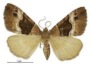<i>Pseudocoremia pergrata</i> Species of moth endemic to New Zealand