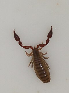 <i>Oratemnus</i> Genus of pseudoscorpions