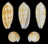 Pterygia crenulata, shell