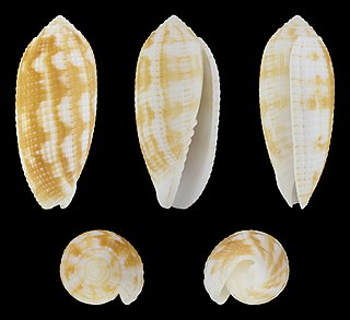 <i>Pterygia crenulata</i> Species of gastropod