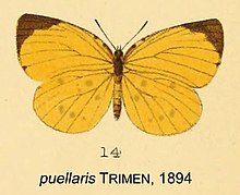 PuellarisTrimen1894OD.jpg