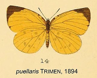 <i>Teriomima puellaris</i> Species of butterfly