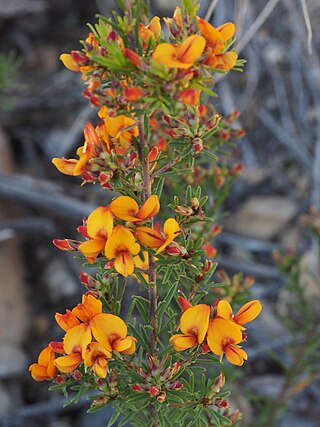 <i>Pultenaea campbellii</i> Species of flowering plant