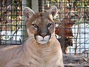 Puma in Chile (Cougar).