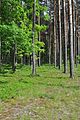 1=Sandomierz Forest near Mielec}} Template:Pl