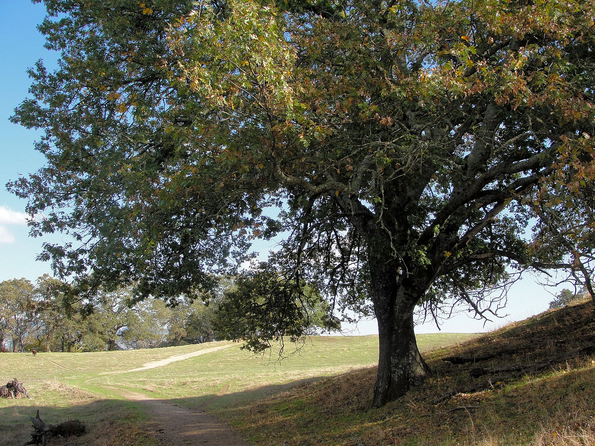 Quercus kelloggii - Wikipedia
