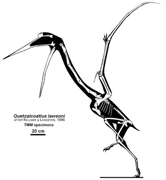 File:Quetzalcoatlus lawsoni Skeletal.jpg