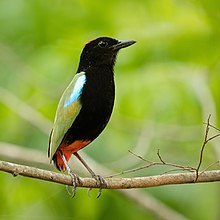 Rainbow Pitta - Lee Point Reserve.jpg 