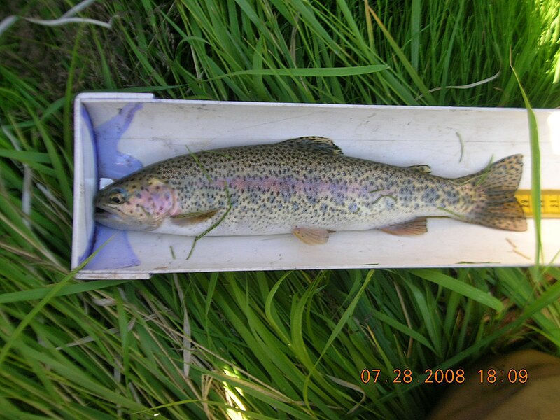 File:Rainbow trout SNRA 2.JPG