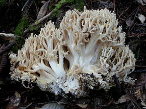 Descrizione dell'immagine Ramaria rubrievanescens 190892.jpg.