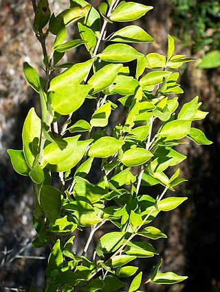 <i>Randia moorei</i> Species of plant