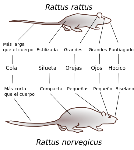 Diferencias físicas entre Rattus rattus y Rattus norvegicus.(Clic para ampliar)