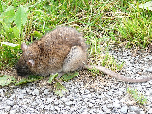 Rattus norvegicus-Rochefort