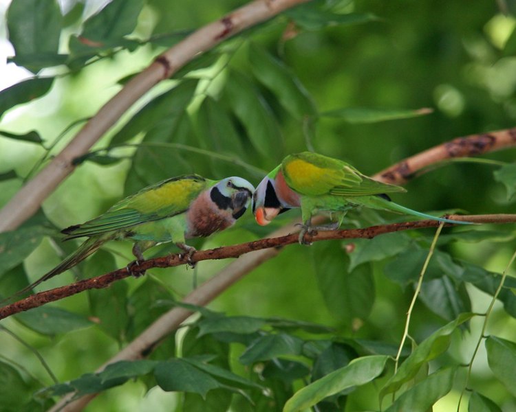 File:Red-breasted Parakeet (Psittacula alexandri fasciata) - Flickr - Lip Kee.jpg