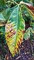 Aesculus pavia, or red buckeye. Fall coloration.