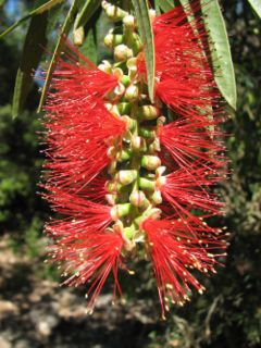 <i>Callistemon</i> Genus of flowering plants