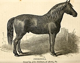 Cavalo Conestoga no Relatório do Comissário da Agricultura para o ano de 1863