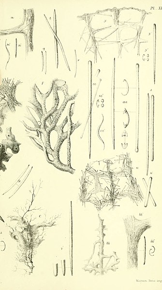 File:Report on the zoological collections made in the Indo-Pacific Ocean during the voyage of H.M.S. 'Alert' 1881-2 (Pl. XLI) (5988064866).jpg