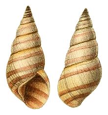Rhachistia rhodotaenia shell.jpg
