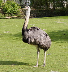 Adult male American rhea (Rhea americana). E. eocaenus probably had legs longer than but about as thick as this bird. RheaamericanaHahn.JPG