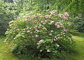 Rhododendron arborescens, or smooth azalea