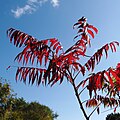 Rhus typhina, or staghorn sumac.