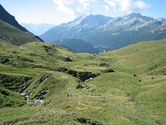 Habitat: montane Festuca grassland at the headwaters of the Moesa in Val Vignun, Switzerland