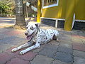 Rinku the dalmation from thottumukkom