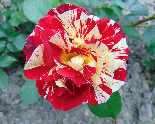 Rosa 'George Burns' JBM 1