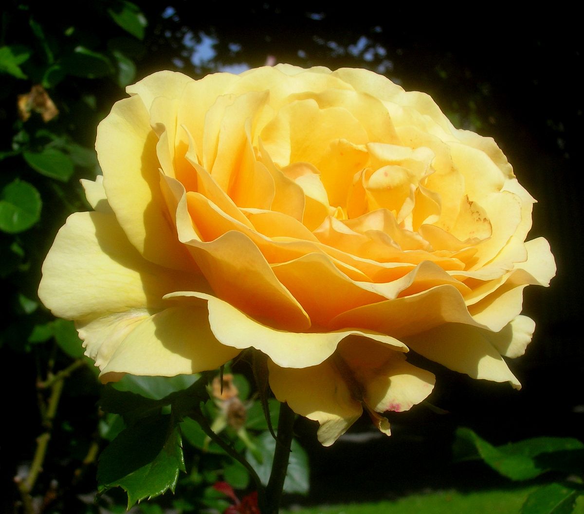 Rosa 'Amber Queen' - Wikipedia