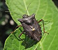 Pentatoma rufipes (Pentatomidae)