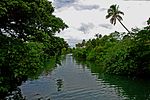 Thumbnail for Vanuatu rain forests