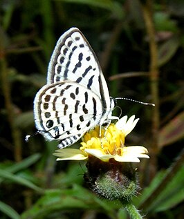 Tarucus extricatus