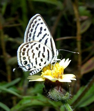 <i>Tarucus extricatus</i> Species of butterfly