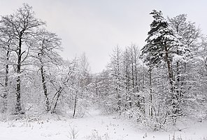 Russia. Moscow Region. Winter wood, lake Kratovskoe area