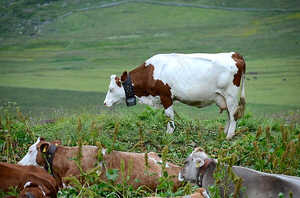 Summering of milk cows in the Swiss Alps in Valais Canton