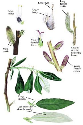 Beskrivelse av Salix alaxensis - summer.jpg image.