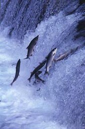 Salmon jumping a fall