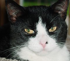 Category:Unidentified cat breeds - Wikimedia Commons