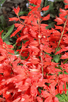 Salvia splendens Salvia splendens - blossoms (aka).jpg