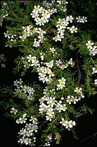 <i>Sannantha similis</i> Species of shrub