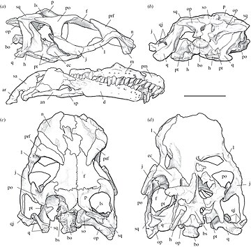 Sarahsaurus