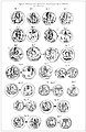 Алчонские гуннские[en], сасанидские и кидаритские монеты из Тапа-Калана (Хадда 10)