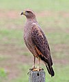 "Savanna_hawk_(Buteogallus_meridionalis).JPG" by User:Charlesjsharp